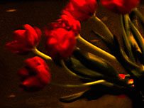 Ginger'sTulips 12x18 Sandra Kaplan
