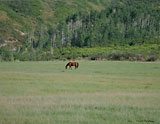 LoneHorseBigField_16.5x21-sm