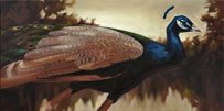 Peacock_30x60-sm