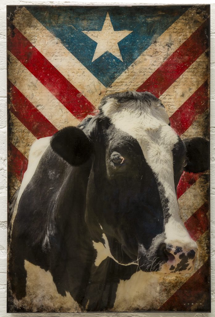 Mike Weber, Americana Cow art