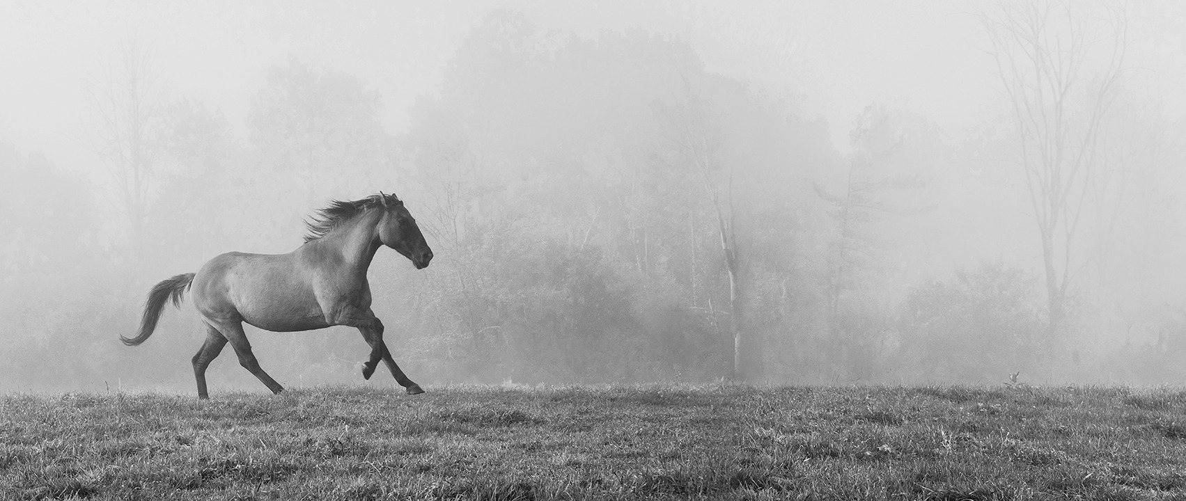 Sandra Kaplan  - Horse in Fog