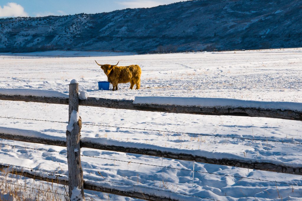 Tom Korologos, Scottish Highland Cow in Colorado #2   art