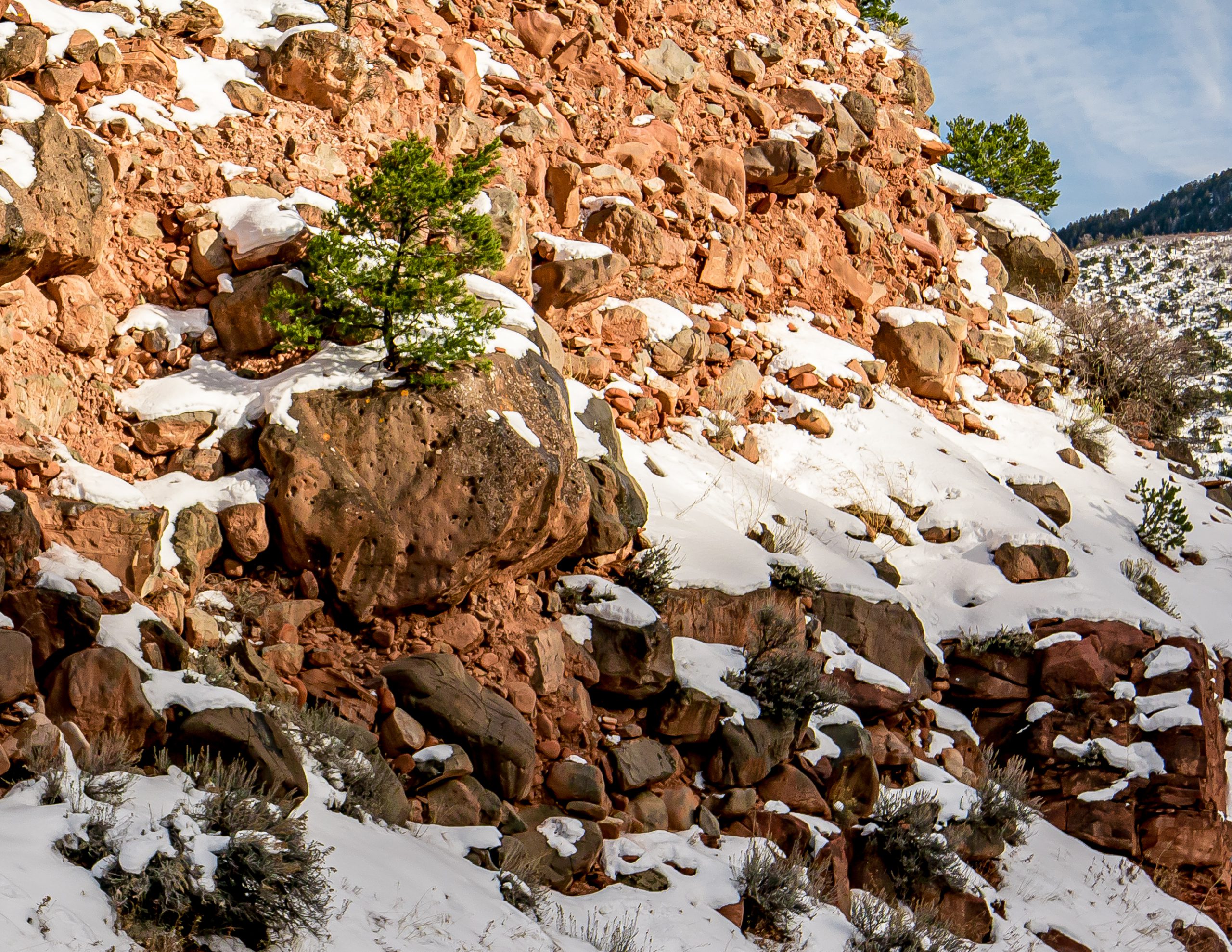 Tom Korologos - Tree in a Rock, Basalt, CO