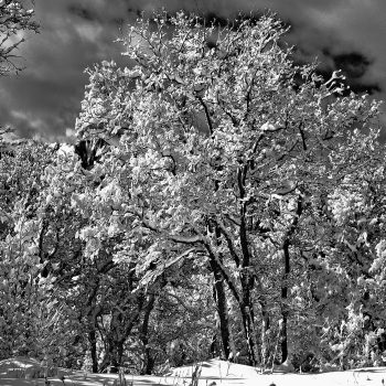 Michael Fain - Winter Trees 15 1/6