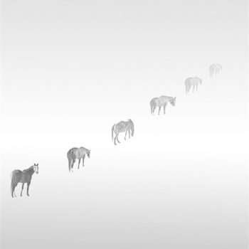 Michael Fain - Horses 2 5/6 (UNFRAMED)
