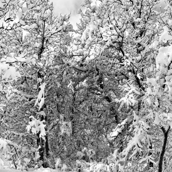 Michael Fain - Winter Trees 17