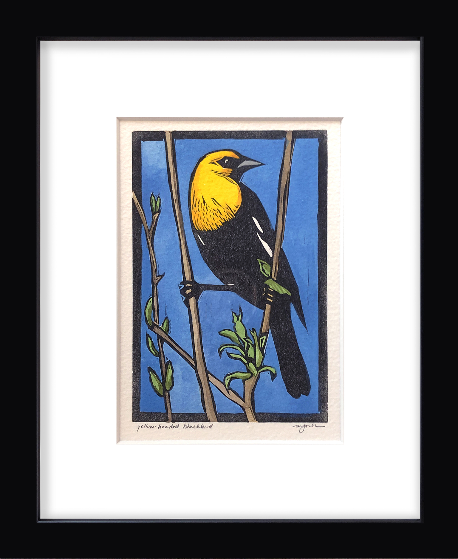 Sherrie York - Yellow-headed Blackbird