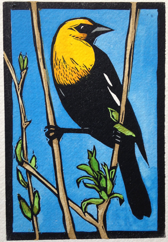 Sherrie York - Yellow-Headed Blackbird