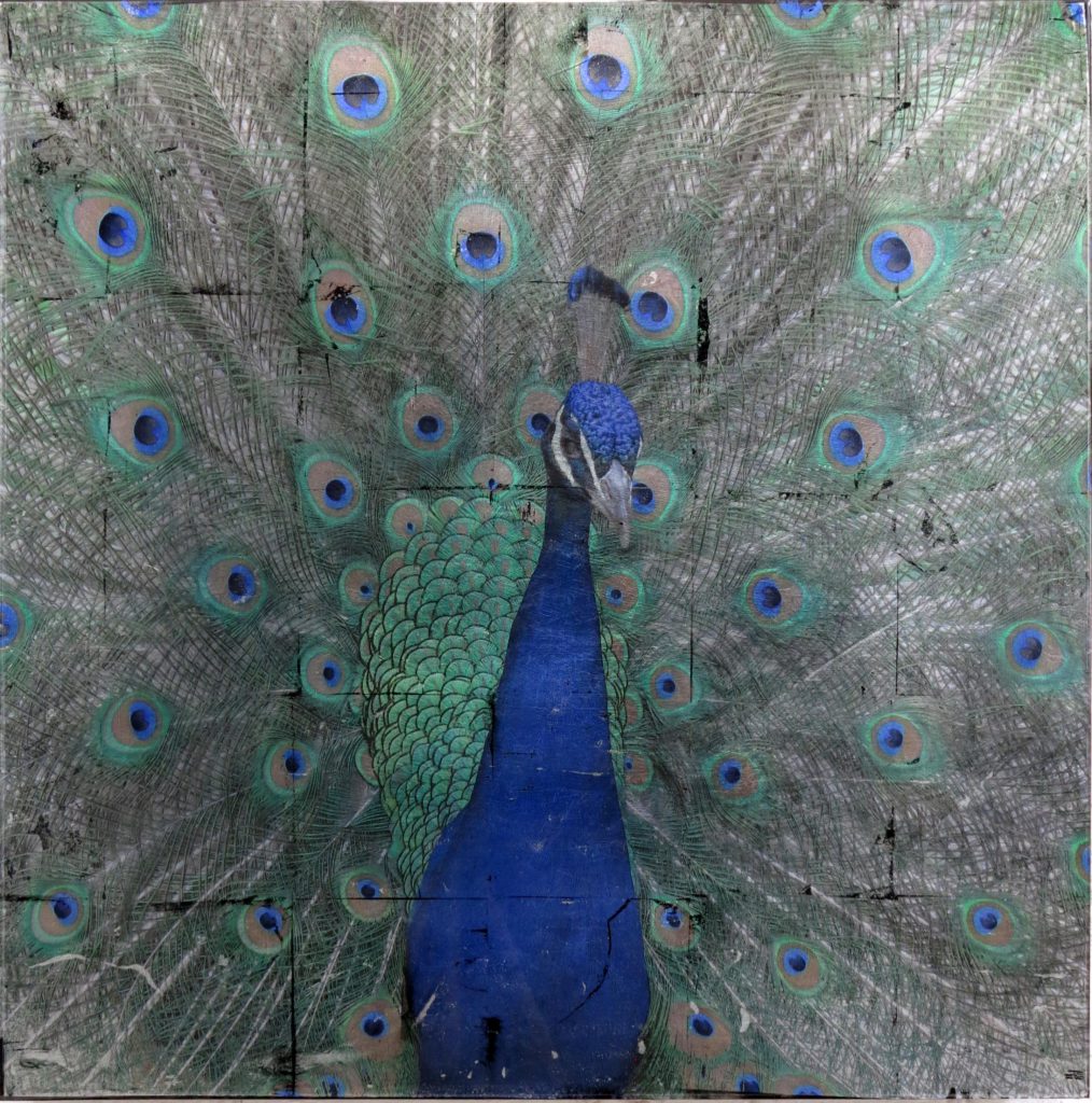 Mike Weber - Peacock