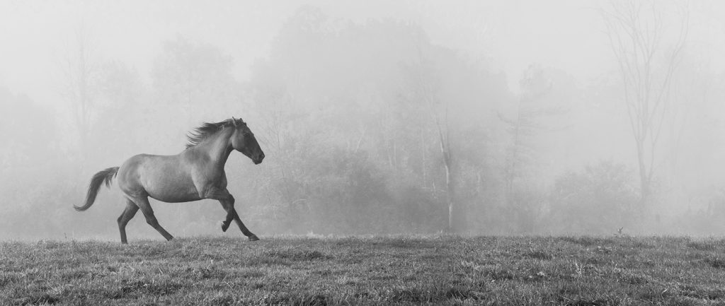 Sandra Lee Kaplan, Horse in Fog art