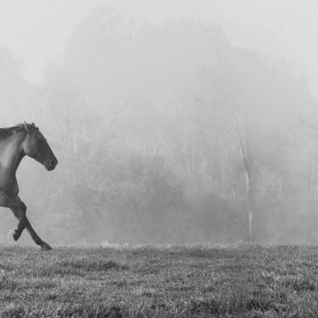 Sandra Lee Kaplan  - Horse in Fog
