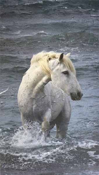 Sandra Lee Kaplan  - Water Horse 1/5