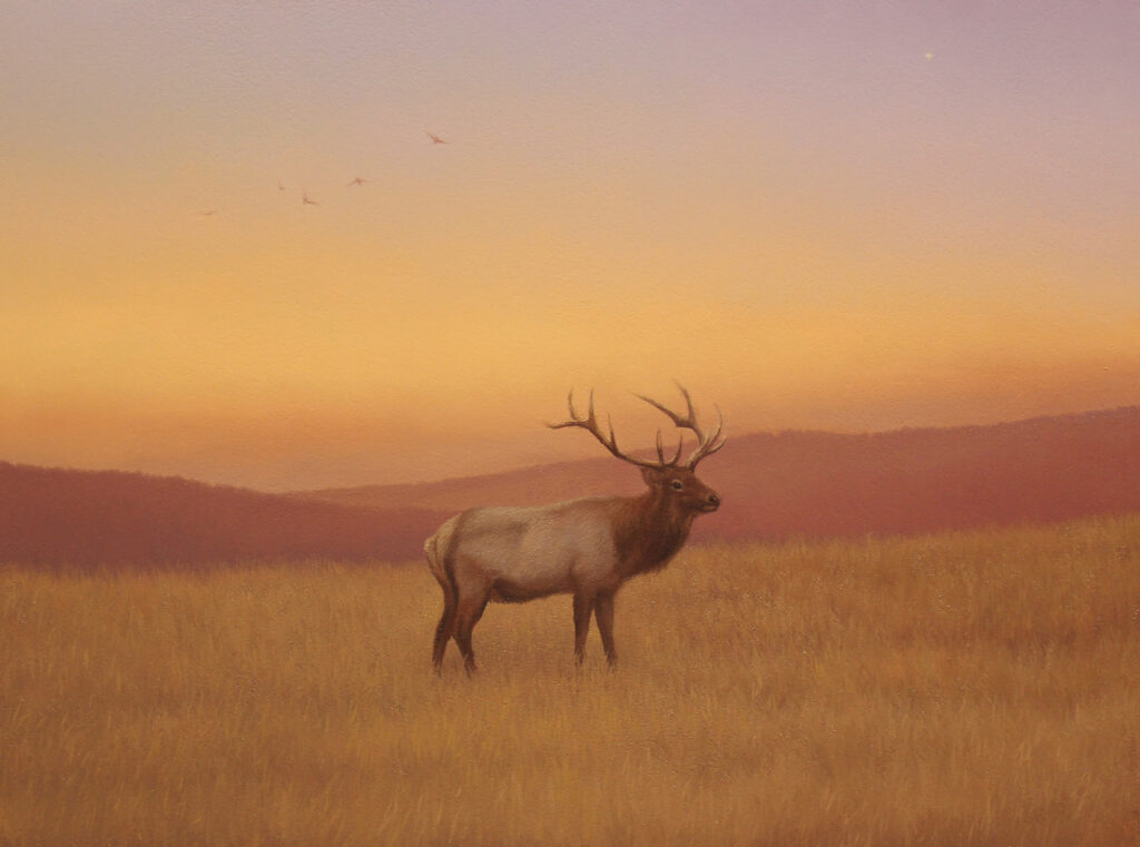 Brett Scheifflee, Bull Elk in Autumn art