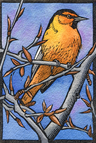 Sherrie York, Bullocks Oriole - 4 art