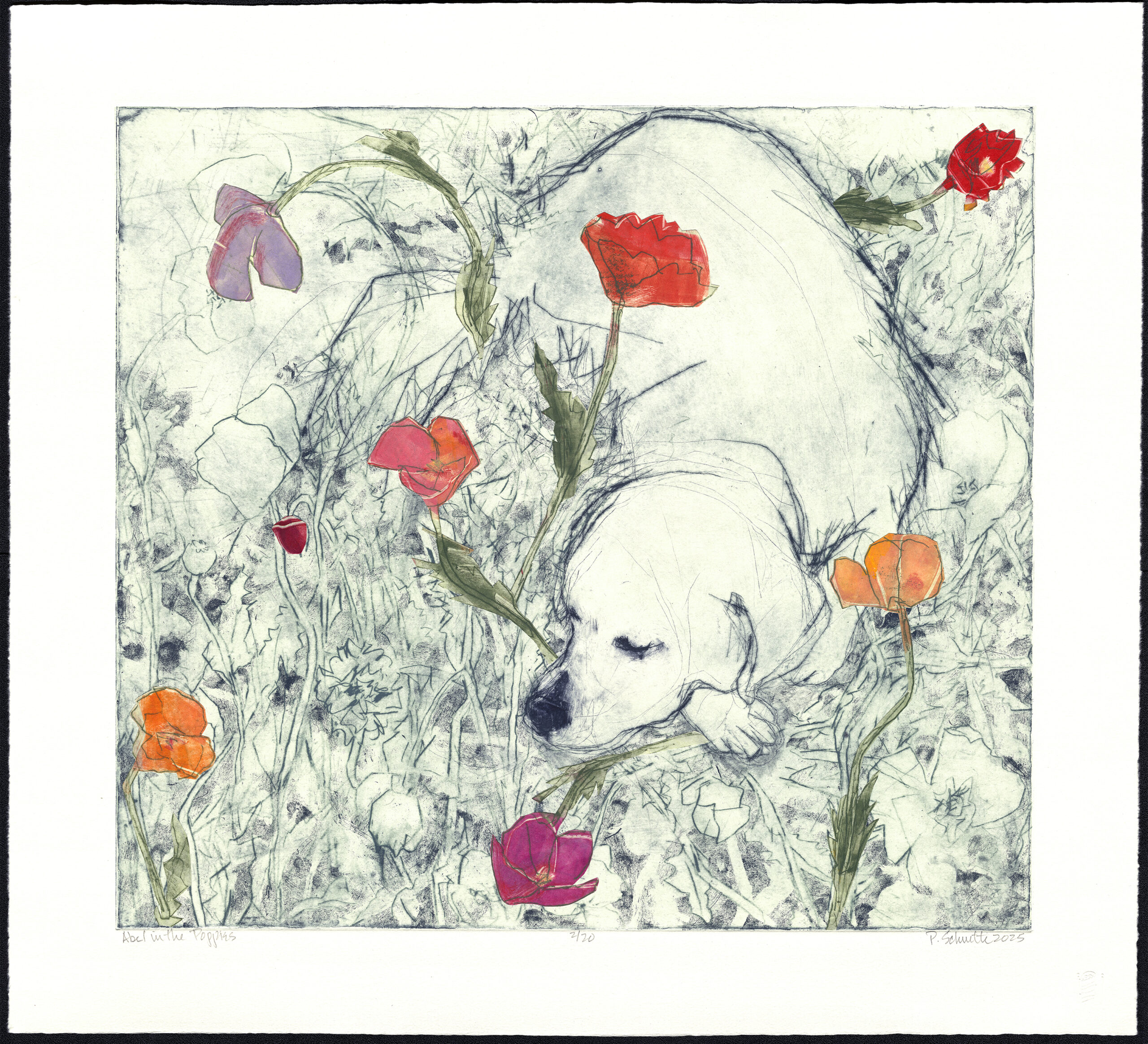 Paula Schuette Kraemer - Able in the Poppies, 9/20