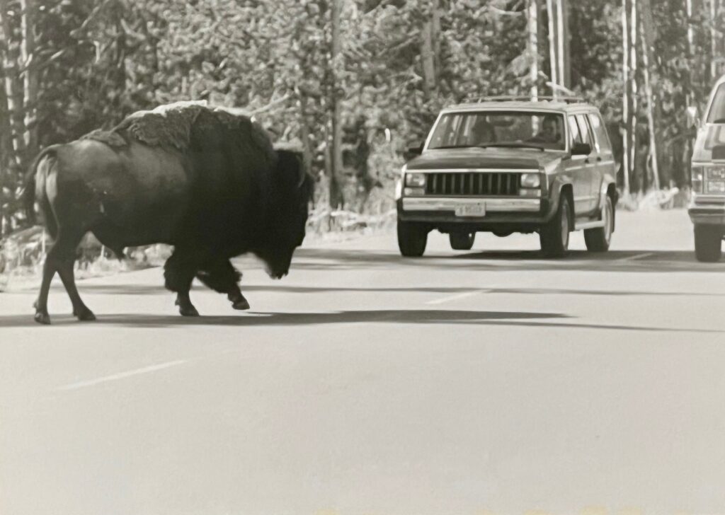 A bison in Yellowstone National Park captured on film from a bicycle.